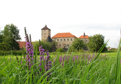 Vodní hrad Švihov - Galerie - Z louky