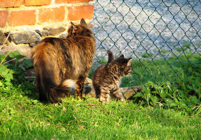 Zvířátka na hradě - hrad Švihov - Kočka Rolnička s koťaty