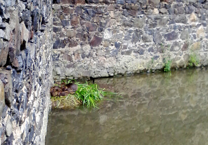 Zvířátka na hradě - hrad Švihov - Nutrie ve vodním příkopě