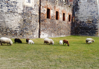 Zvířátka na hradě - hrad Švihov - Ovečky v zrahradě