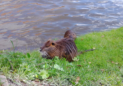 Zvířátka na hradě - hrad Švihov - Nutrie ve vodním příkopě