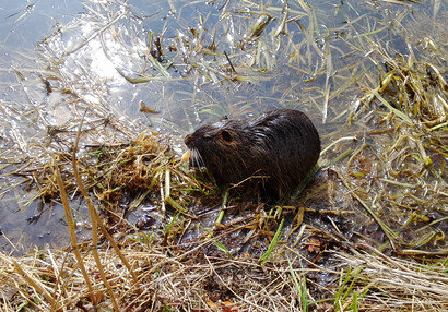 Zvířátka na hradě - hrad Švihov - Nutrie ve vodním příkopě