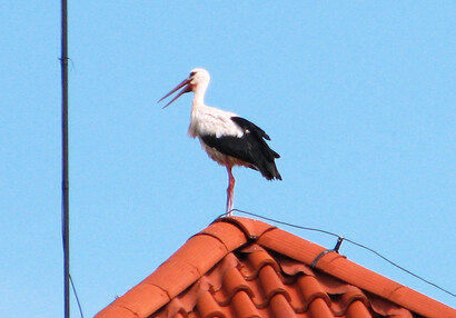 Zvířátka na hradě - hrad Švihov - Čápi na návštěvě hradu