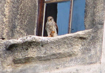 Zvířátka na hradě - hrad Švihov - Poštolky