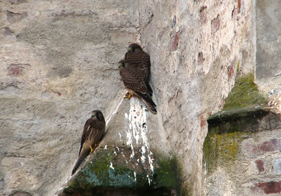 Zvířátka na hradě - hrad Švihov - Poštolky