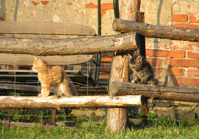 Zvířátka na hradě - hrad Švihov - Koťata kočky Rolničky v zahradě